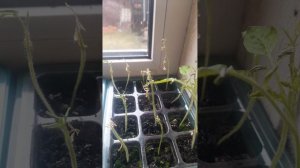 Обзор рассады томатов😔 на 07.04.2026г.