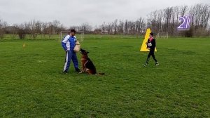 2 Отл. СС ШВЕППС из Фортуна Мерди +++ №21. КРАСНОДАР 28 марта`26 Моно немецких овчарок