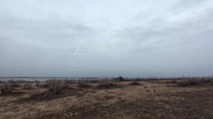 Моя первая охота на гуся: неделя в степи Калмыкии. Весна 2026