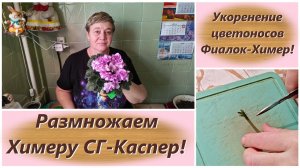 Укоренение цветоносов Фиалок-Химер! Размножаем Химеру СГ-Каспер!