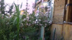 ОНА ПСИХУЕТ и МОЛОКО ТЕРЯЕТ// Жизнь на пенсии в деревне//