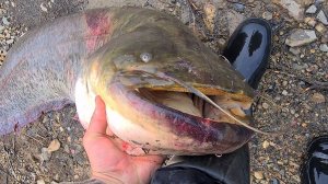 Такой Рыбалки Вы Ещё не Видел. Поймал Речного МОНСТРА. Гигантский СОМ. Лучшая Русская Рыбалка Онлайн