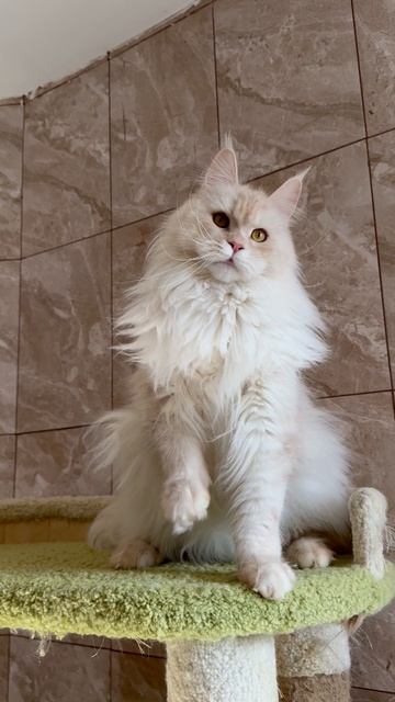 Narnia Mos Lakshestar мейн кун год и 6 месяцев