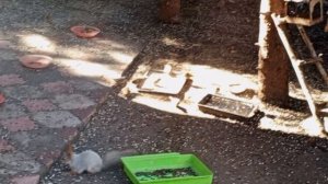 кормлю будущую мамочку белку