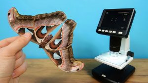 Что если посмотреть на огромную Бабочку под микроскопом?