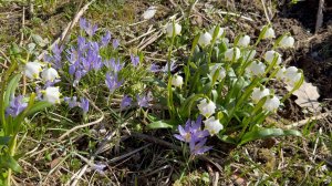 Апрель в Саду 2 апреля 2026