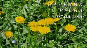 Нальчик, весна, 07.04.2026г.