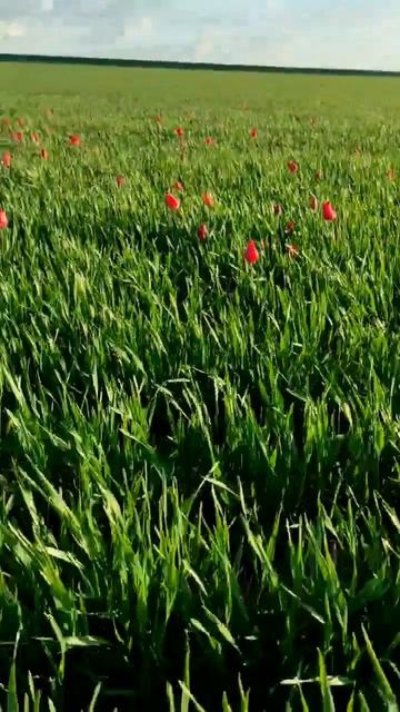 степи Калмыкии во всей красе