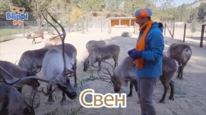 Готовка с Блиппи 🎶｜ Изучай этот мир вместе с Блиппи ｜ О