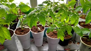 РАССАДА ТОМАТОВ 🍅 И ПЕРЦЕВ 🌶 НА МОЁМ ПОДОКОННИКЕ [7 апреля]