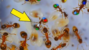 Ленивые Муравьи! Что если покрасить муравьев и проследить за ними? Разноцветные муравьи.