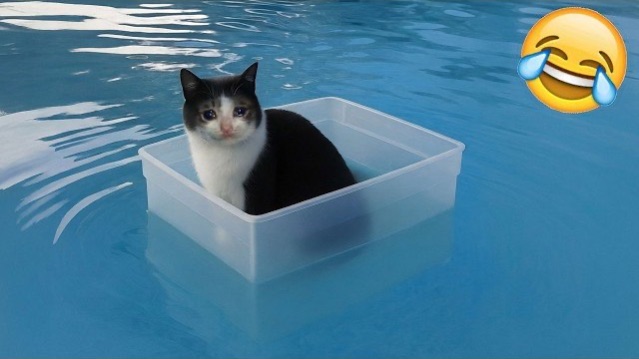 ПРИКОЛЫ С ЖИВОТНЫМИ ДО СЛЕЗ  СМЕШНЫЕ КОТЫ ЛУЧШИЕ ПРИКОЛЫ С КОТАМИ, СОБАКАМИ, КОТИКИ, СОБАЧКИ