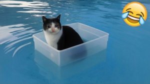 ПРИКОЛЫ С ЖИВОТНЫМИ ДО СЛЕЗ  СМЕШНЫЕ КОТЫ ЛУЧШИЕ ПРИКОЛЫ С КОТАМИ, СОБАКАМИ, КОТИКИ, СОБАЧКИ