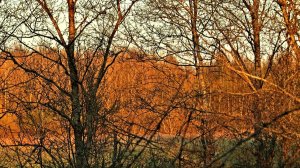 Весеннее утро... ( Май 2025 года )