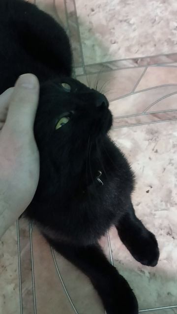 Вася барон 😸местны й