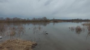 Вода наступает на реке Суре!