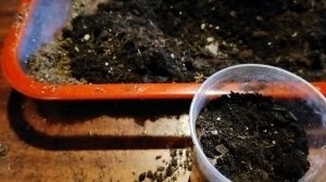 Посев капусты