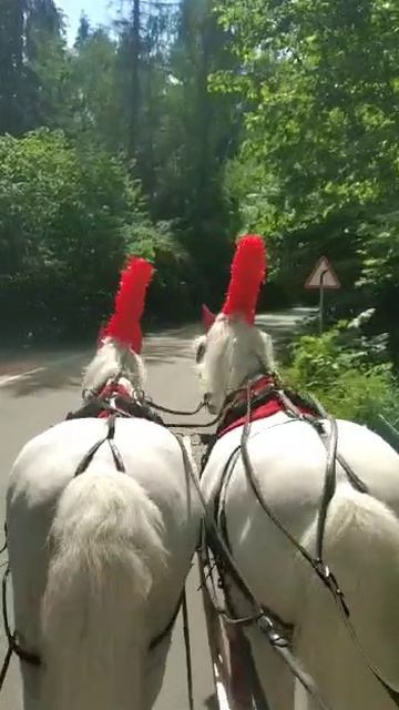 Катание в открытой карете