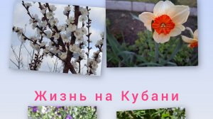 07-04-26/ Обзор сада/ Обещают заморозки/ Спасаем рассаду/ Живём и работаем на Кубани/ Наша жизнь/
