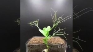 Процесс роста гороха по дням