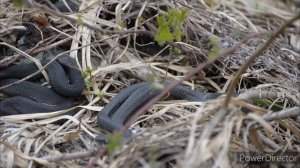 Липецкая обл. Недалеко от санатория «Лесная сказка» 14.04.24 г.