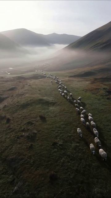 Пастбище овец в тумане #природа #пейзаж #овцы