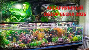 Аквариумный обзор весна 2026
