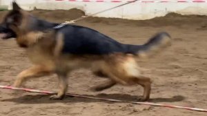 РАБОЧИЙ КОБЕЛИ / КЧК ВОЛОГДА 4 апреля`26 А.Буйнова Моно немецких овчарок