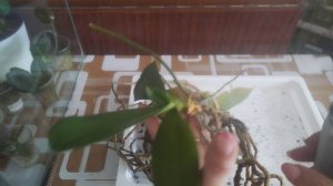 Пересадка ещё одной орхидеи с жёлтыми листьями 🤦