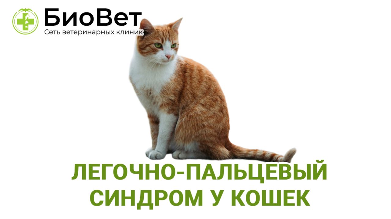 Легочно пальцевой синдром у кошки