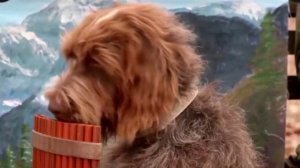 #смешныевидео -1299