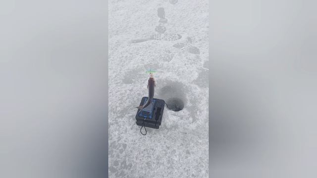 ПЛОТВА НА БАЛАНСИР