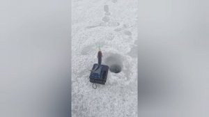 ПЛОТВА НА БАЛАНСИР