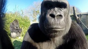 Топ 5 обезьян