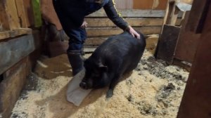 Добрейшей души свинья. =)