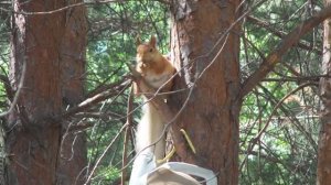 Белочка кушает