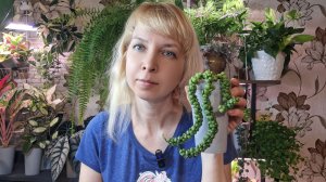 Пересадка дисхидии на фитильный полив