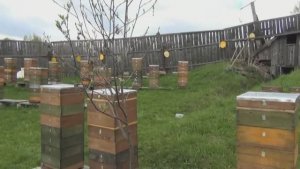 Состояние семей и создание отводков