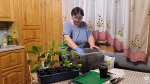 Урожай баклажан. Секреты успеха.