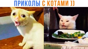 ПРИКОЛЫ С КОТАМИ! Полчаса смешных котов с озвучкой!