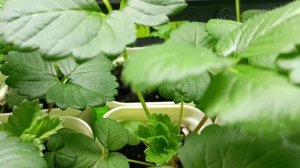 Рассада клубники "Бычье сердце"