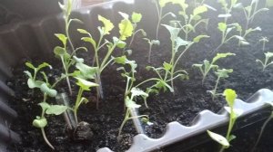 Редиска. Как растет на окне? Рассада, выращивание. Благовещение 7 апреля