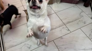 Все дружненько полакомились колбаской.