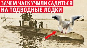 Зачем англичане приучали чаек садиться на подводные лодки Интересные факты