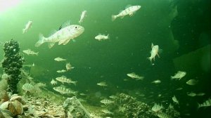 1000012956.mp4Волга гл.2м.07.04.2026г.