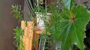 Большой обзор моих комнатных растений. Сентябрь 2022 г.