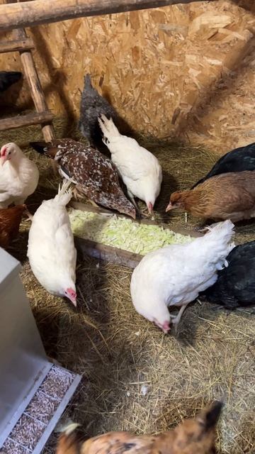 Рубрика : новости из курятника . #курятник #куры #несушки #деревенский