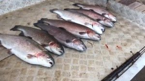 итоговый улов форели