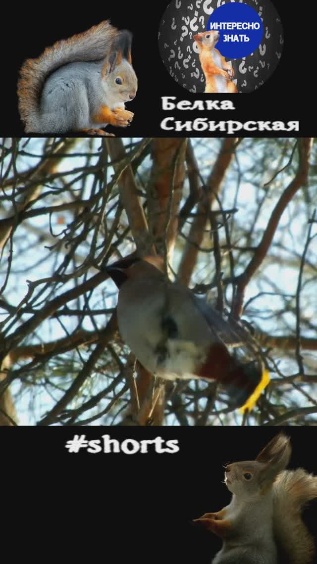 Зачем свиристели едят помет