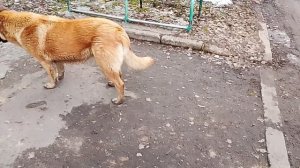 гуляем с собаками